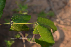 Archidendron monadelphum